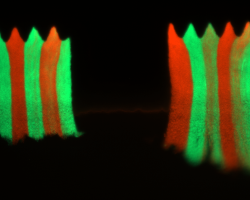 Mikroskopowy obraz biofilmu bakteryjnego rosnącego na pofałdowanej powierzchni. Antybiotyko-oporne bakterie (czerwony kolor) nie potrafią pokonać nieopornych bakterii na takich powierzchniach. Photo copyright: Karol Karnowski