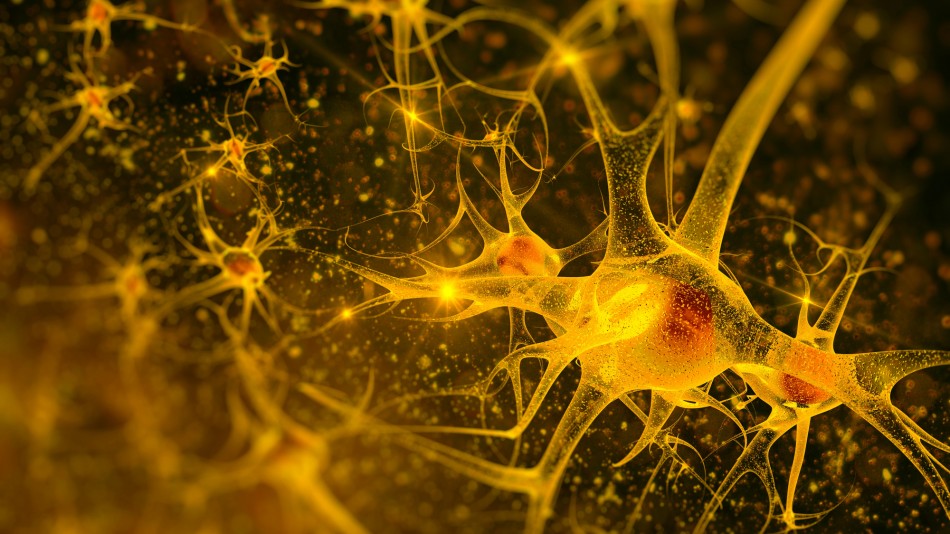 The brain on the edge of chaos. What keeps our vision under control?